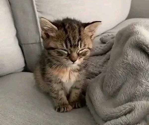 عکس گربه پروف