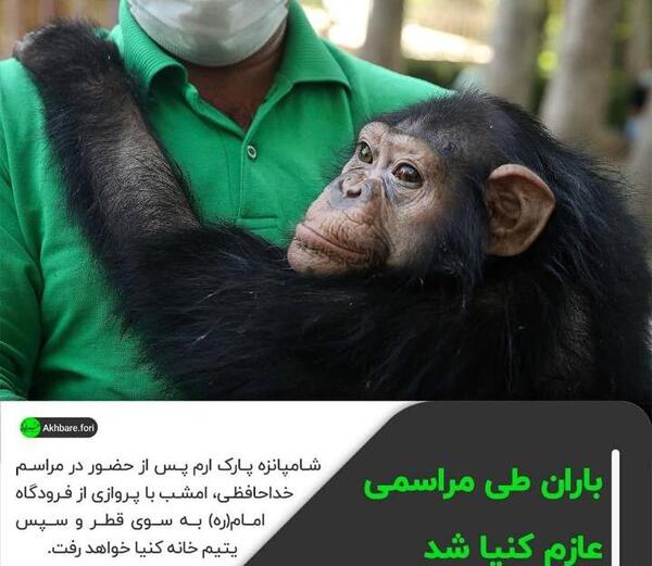 عکس شامپانزه خنده دار