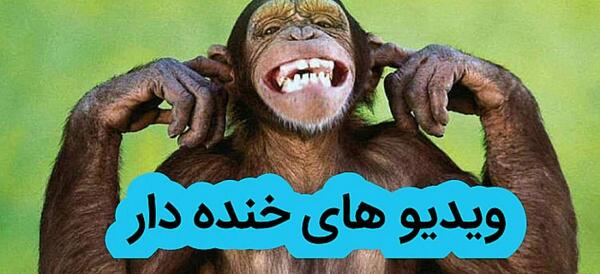 عکس شامپانزه خنده دار