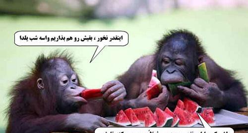 عکس شامپانزه خنده دار