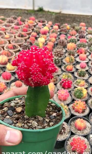 عکس کاکتوس غوره ای