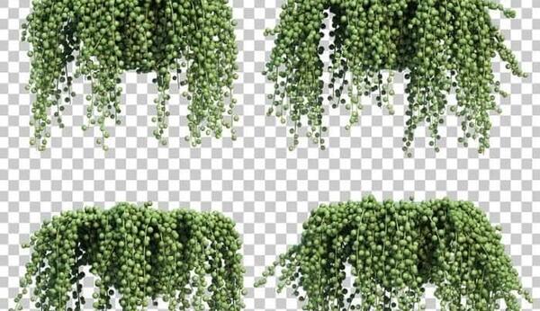 عکس کاکتوس غوره ای