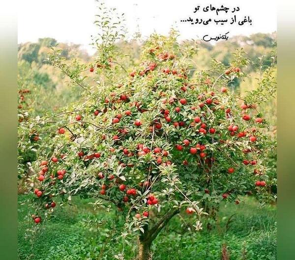 یک عکس برای پروفایل واتساپ