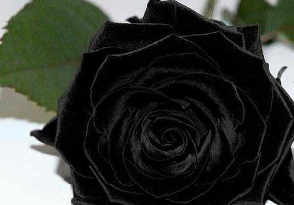 عکس برای پروفایل اینستاگرام گل