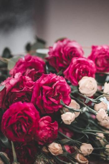 عکس برای پروفایل اینستاگرام گل