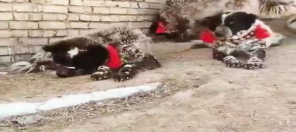 عکس سگ سرابی خوشگل