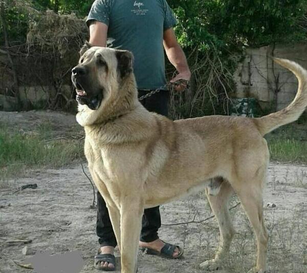 عکس سگ سرابی خوشگل