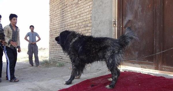 عکس سگ سرابی خوشگل