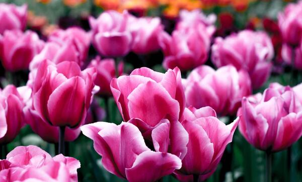 عکس بهترین گلهای دنیا