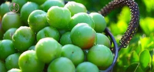 عکس گوجه سبز در ظرف