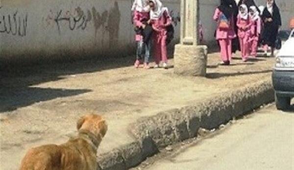 عکس سگ صورت گرد