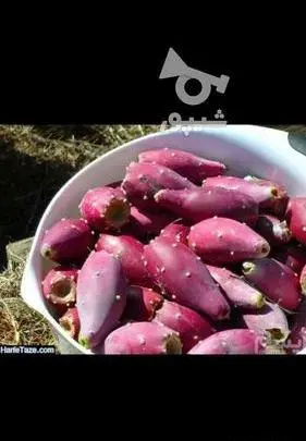 عکس میوه ی کاکتوس