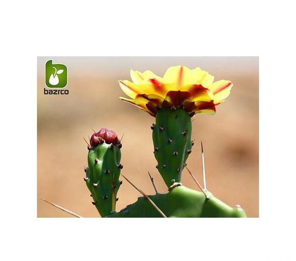 عکس میوه ی کاکتوس