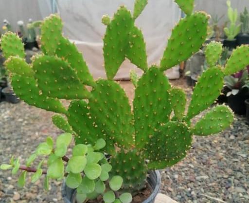 عکس میوه ی کاکتوس