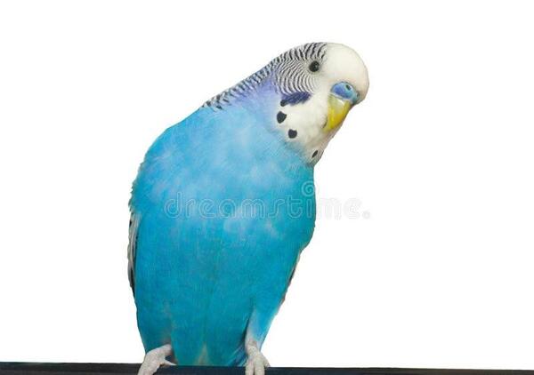 عکس جوجه آبی