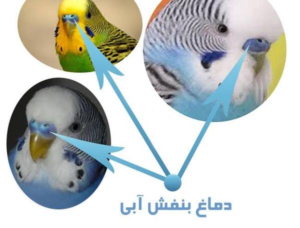 عکس جوجه آبی
