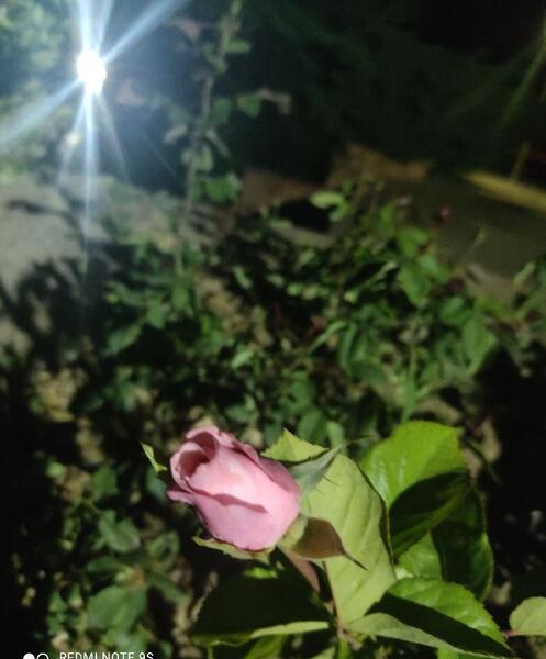 عکس بی ام و صورتی