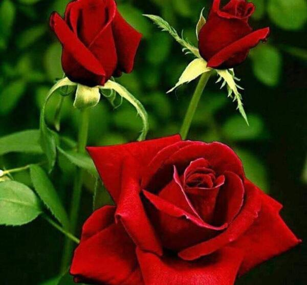 عکس های قرمز رنگ