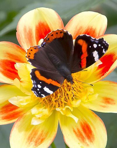 عکس دنیا گرده