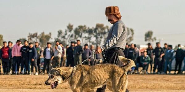 عکس سگ سرابی جنگی