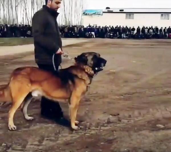 عکس سگ سرابی جنگی