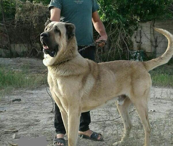 عکس سگ سرابی جنگی