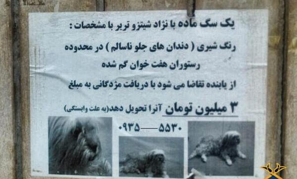 عکس سگ ماده