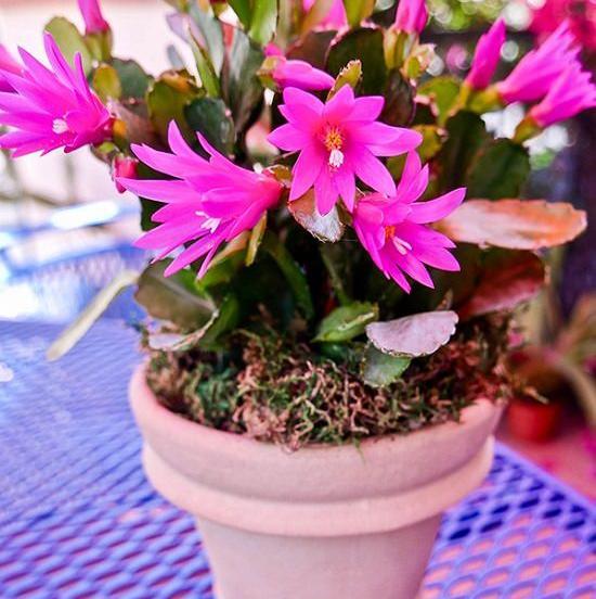 عکس کاکتوس های رنگی