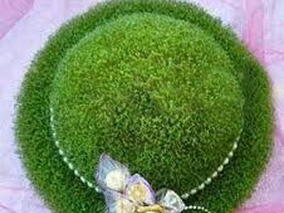 عکس سبز ماش