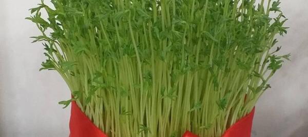 عکس سبز ماش