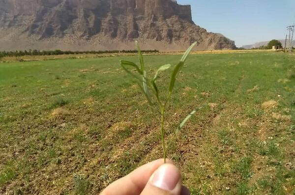 عکس سبز ماش