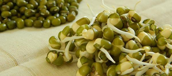 عکس سبز ماش