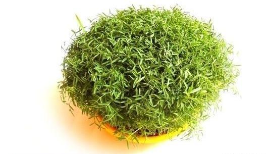 عکس سبز ماش
