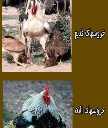 عکس نوشته خنده دار لری