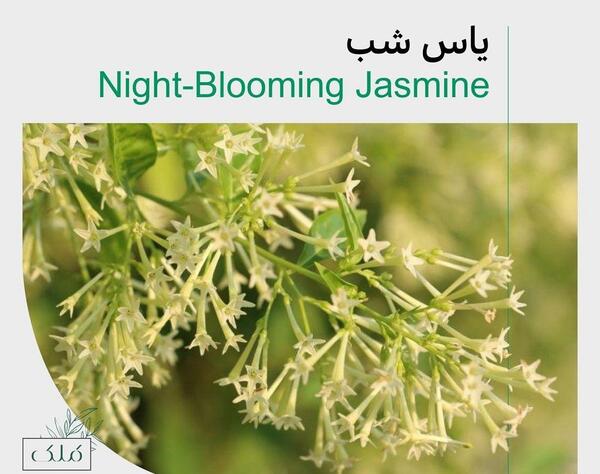 عکس انواع یاس