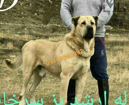 عکس سگ سراب ماده