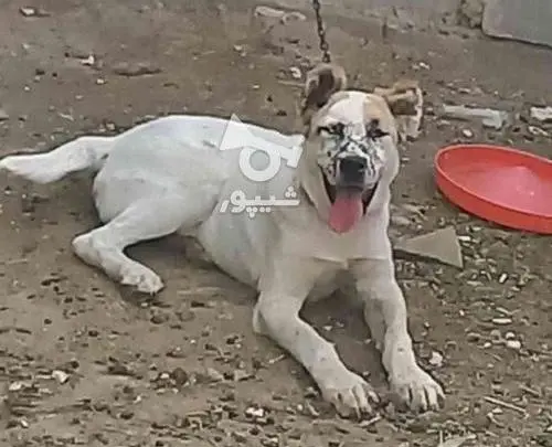 عکس سگ سراب ماده