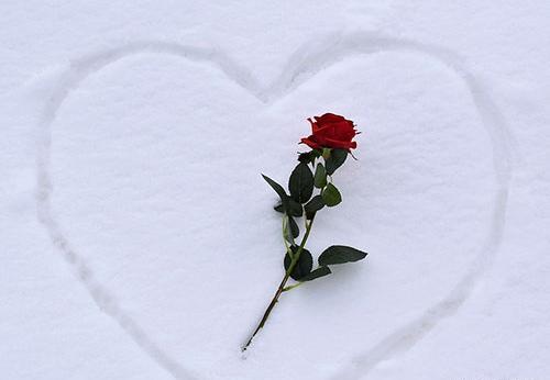 عکس برای پروفایل شاخه گل