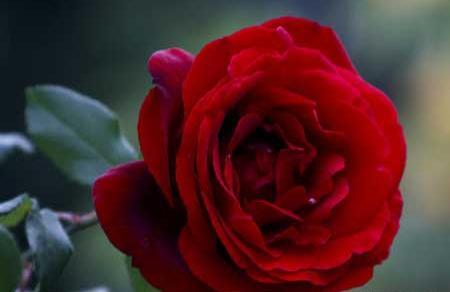 عکس برای پروفایل شاخه گل