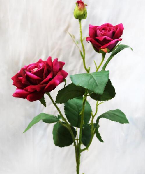 عکس برای پروفایل شاخه گل