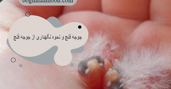 عکس گربه تازه متولد شده