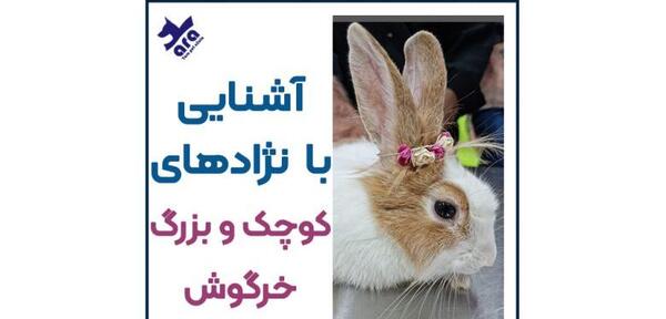 عکس خواب خرگوشی