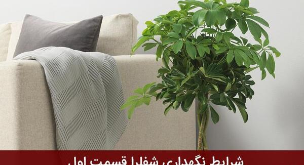 عکس کاکتوس عمودی