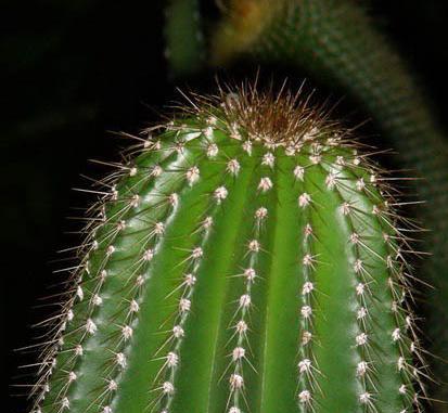 عکس کاکتوس عمودی