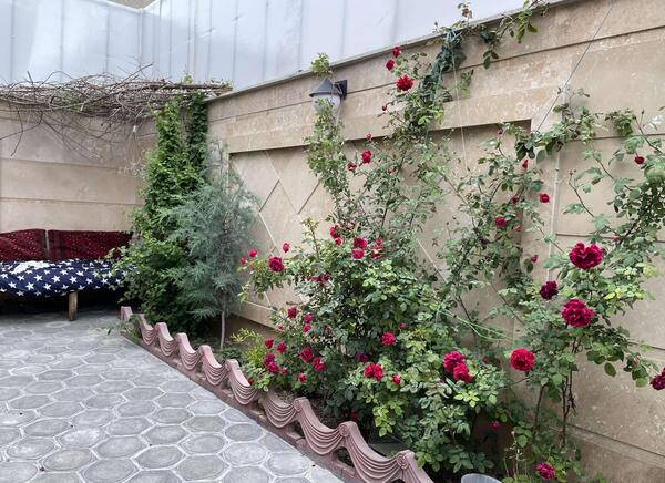 عکس گل یاس شیروانی