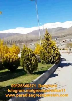عکس گل یاس شیروانی