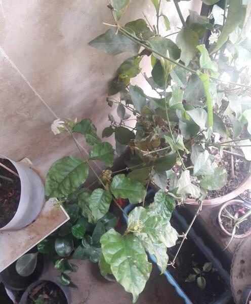 عکس گل یاس شیروانی