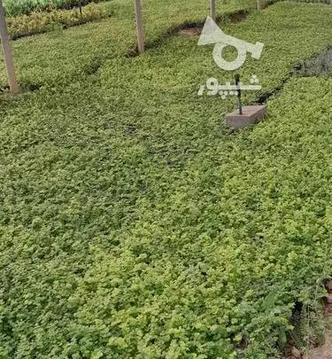 عکس گل یاس شیروانی