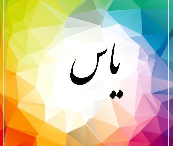عکس گل یاس شیروانی