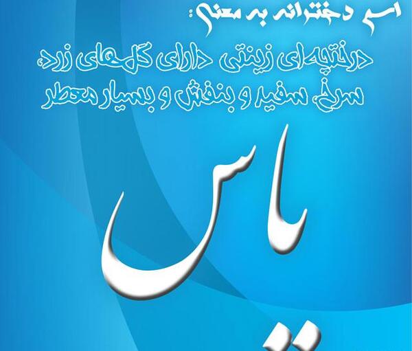 عکس گل یاس شیروانی
